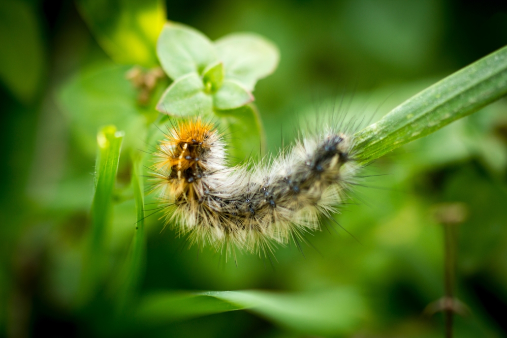 La chenille processionnaire