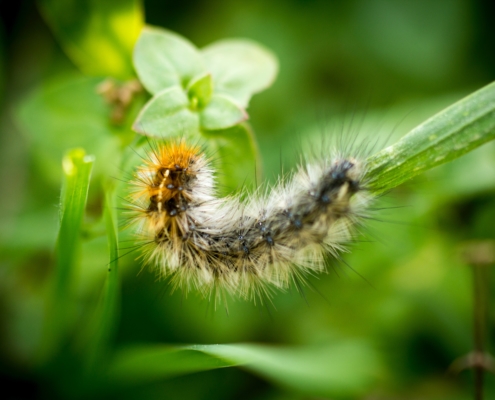 La chenille processionnaire