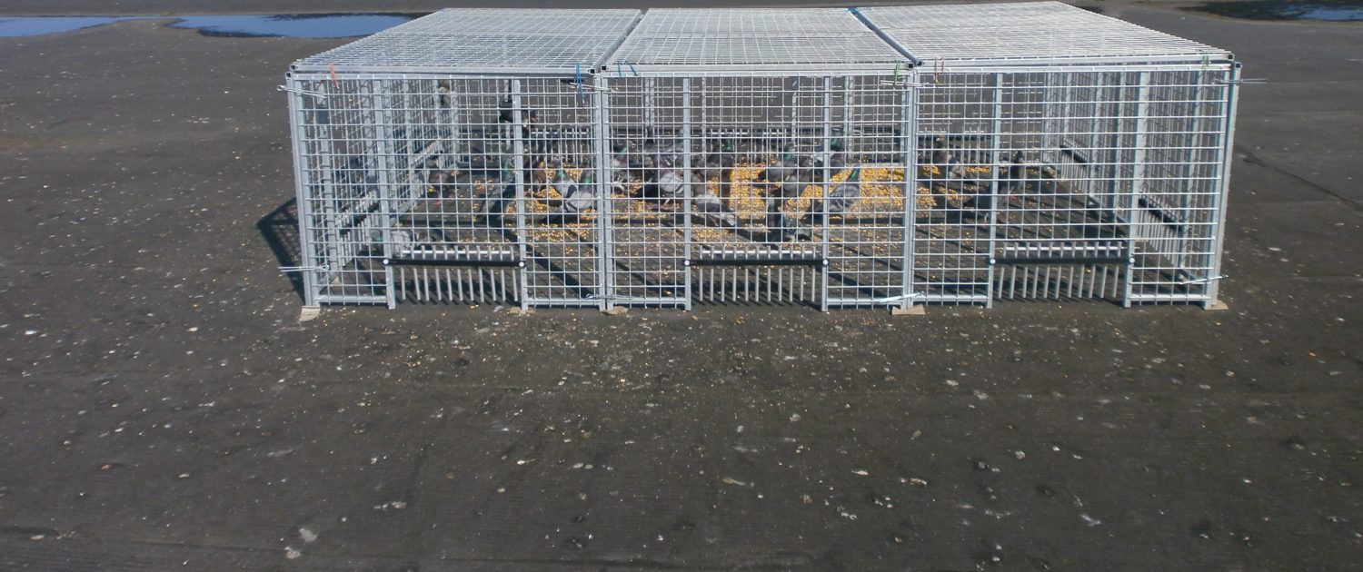La cage ARticle de blog
