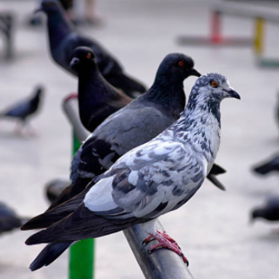 nettoyage/protection-anti-pigeons