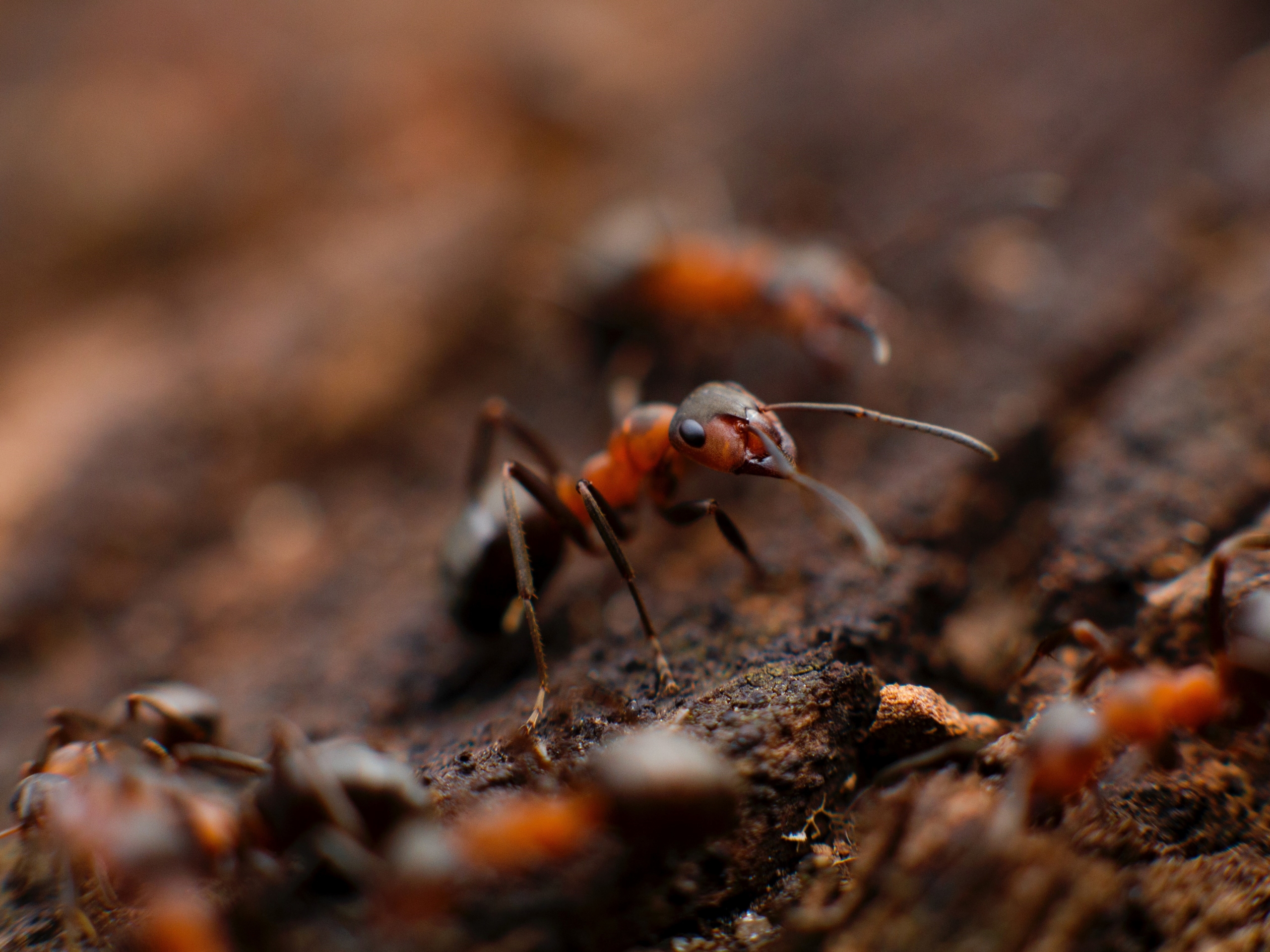 Les traitements et moyens préventifs contre les fourmis