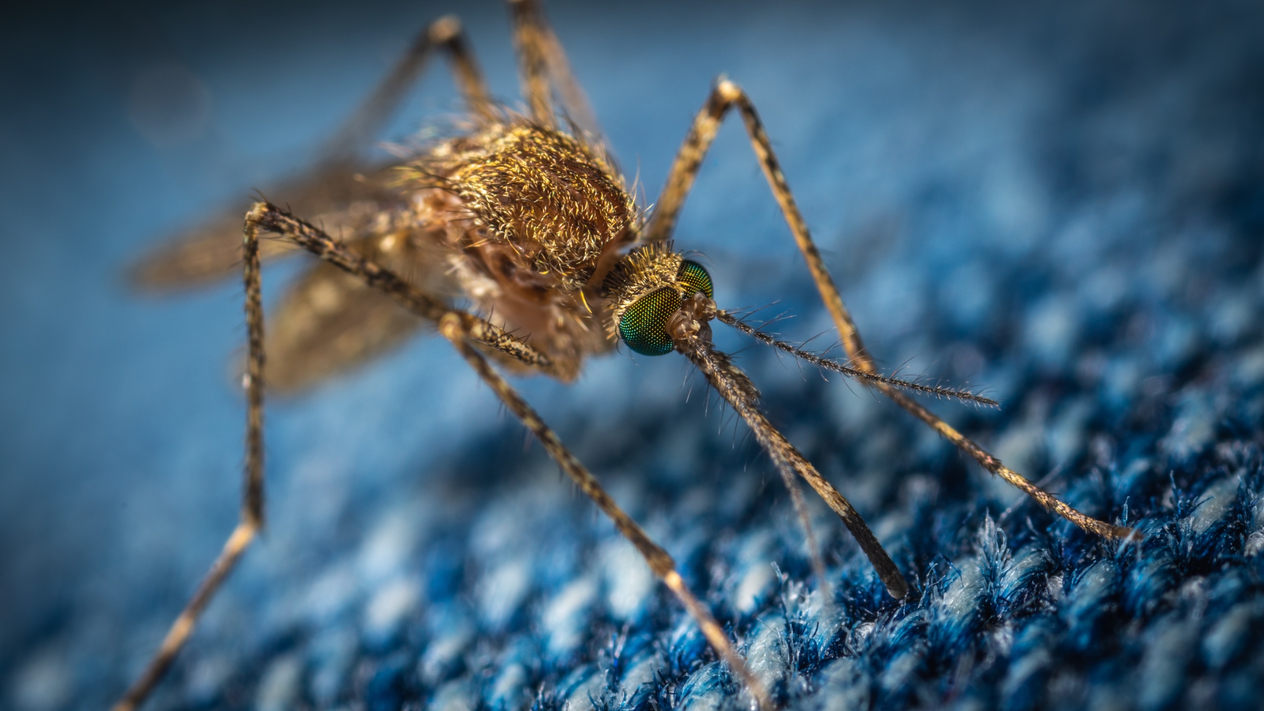 Pourquoi les moustiques sont-ils attirés par la lumière ?